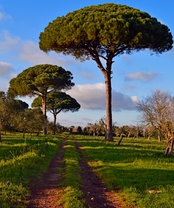 alberi, verde, strada, nuvole, pini, sentiero, erba, campagna, prato, marittimi, cielo, pino