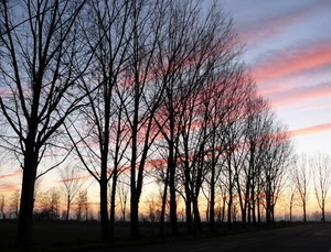 tramonto, alberi, nuvole, controluce, cielo, inverno, spogli, alba, rosa