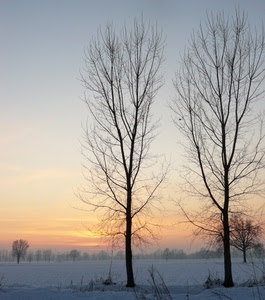 neve, alberi, inverno, alba, tramonto, rami, cielo, due