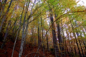 alberi, bosco, tronchi, foglie, cielo, autunno, rami, verde, sottobosco, giallo