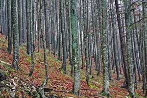 alberi, bosco, tronchi, foglie, autunno, fogliame, sottobosco, montagna