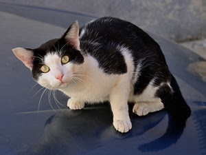gatto, occhi, nero, bianco, orecchie, baffi, zampe, coda, muso, felino, animale, riflesso, pelo, micio, giallo