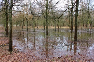 alberi, acqua, foglie, rami, autunno, riflessi, bosco, riflesso