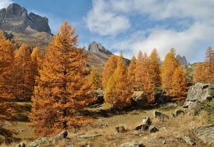 montagna, alberi, autunno, nuvole, rocce, giallo, cielo, montagne