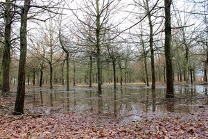 foglie, alberi, acqua, autunno, rami, bosco, pioggia
