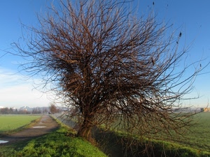 albero, rami, campagna, strada, sentiero, prato, cielo, alberi