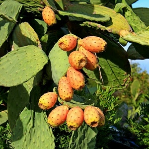 verde, fichi, frutti, spine, pale, fico, india, pianta, frutta, foglie, arancione, grassa, piante