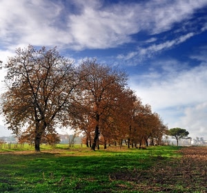 alberi, nuvole, erba, cielo, autunno, campagna, foglie, verde, azzurro