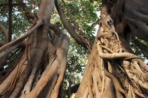 foglie, alberi, radici, rami, piante, tronchi, bosco, verde, albero
