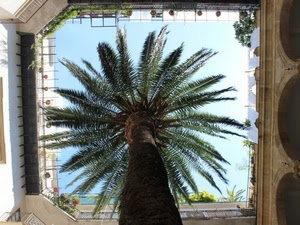 cielo, palma, tronco, albero, foglie, palazzo, archi