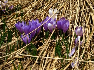 fiori, viola, paglia, verde, crocus, petali, bianco, erba
