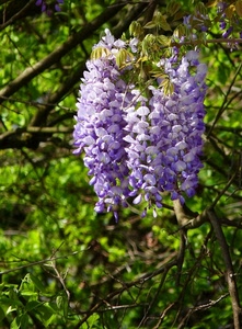 glicine, verde, viola, rami, fiori, foglie, pianta, fiore, grappolo, lilla, natura, alberi