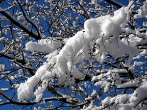rami, neve, bianco, albero, inverno, blu, azzurro, cielo