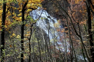 alberi, cascata, acqua, bosco, rami, foglie, autunno, giallo