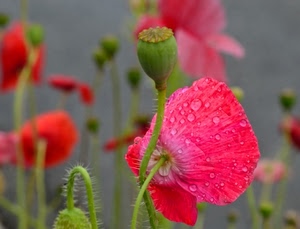 rosso, gocce, papaveri, fiori, fiore, verde, petali, papavero, rugiada, macro