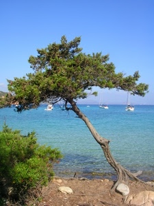 mare, albero, barche, acqua, sassi, spiaggia, verde, cespuglio