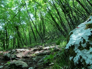 alberi, bosco, verde, rocce, foglie, erba, massi, rami, piante, neve, tronchi