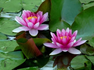 fiori, due, foglie, verde, acqua, ninfee, rosa, stagno, viola, petali