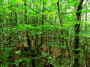 foglie, verde, alberi, bosco, rami, piante