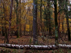 bosco, alberi, tronchi, foglie, rami, autunno, tronco, verde, giallo