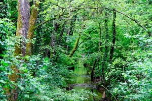 verde, alberi, foglie, rami, bosco, acqua, natura, fiume, torrente, tronco, piante, ruscello, tronchi