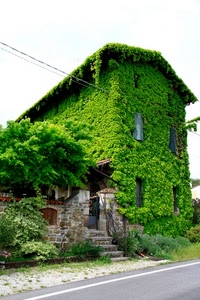 casa, verde, finestre, strada, edera, scalini, rampicante, piante, fili, scala, natura, alberi, pianta
