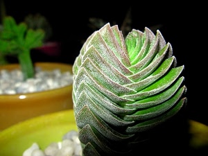 pianta, verde, grassa, foglie, sfocato, vaso, natura, brina, vasi, piante, bianco