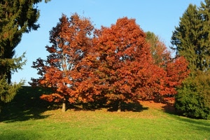 alberi, prato, foglie, verde, parco, rosso, cielo, autunno, erba, piante