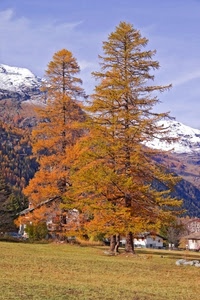 neve, alberi, montagne, montagna, case, cielo, autunno, inverno, prato, due