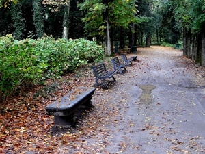 panchine, alberi, foglie, viale, parco, strada, autunno, cespugli, verde