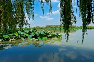 acqua, lago, nuvole, ninfee, cielo, riflesso, salice, verde, piante, foglie, albero, rami, alberi