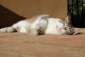 gatto, occhi, zampe, pelo, felino, sdraiato, animale, orecchie, micio, letto