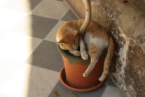 gatto, vaso, coda, felino, animale, dormire, pianta, zampe, pavimento, albero