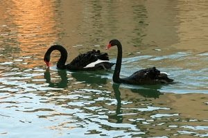 cigni, acqua, neri, due, nero, collo, uccelli, becco, riflessi, riflesso