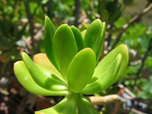 verde, pianta, foglie, grassa, macro, fiore, natura, petali