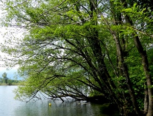 alberi, acqua, rami, verde, foglie, lago, fiume, riflessi, tronchi