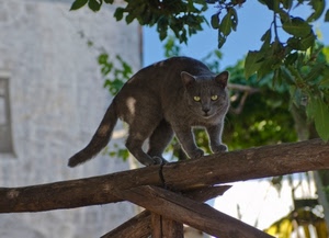 gatto, occhi, staccionata, foglie, animale, grigio, coda, albero, felino