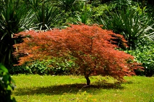 rosso, alberi, foglie, prato, verde, albero, erba, giardino, piante