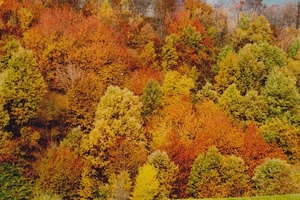 alberi, autunno, bosco, arancione, verde, giallo, colori, foglie