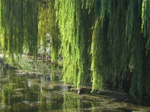 acqua, salice, verde, riflesso, albero, rami, riflessi, lago, fiume, alberi