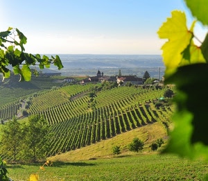 verde, foglie, vigneti, alberi, panorama, case, colline, cielo, filari, paesaggio, erba, viti, campi, orizzonte, pianura, file, azzurro, vigna, vigne