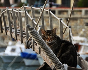 gatto, legno, passerella, occhi, corda, animale, corde, felino, barche, ponte, orecchie, pelo, baffi