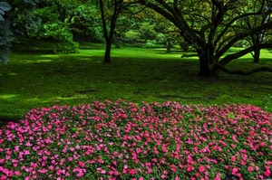 verde, fiori, alberi, prato, rami, rosa, erba, giardino, natura, piante, bosco, foglie, aiuola, parco, ombre, ombra
