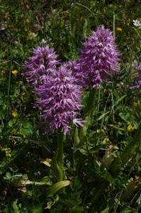 verde, fiori, viola, foglie, erba, lilla, piante, fiore, tre, natura