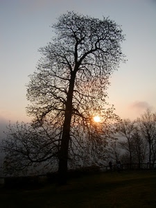 rami, sole, albero, tramonto, controluce, cielo, alberi, foglie, alba, inverno
