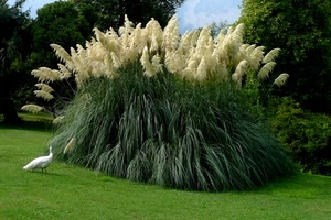 prato, verde, piante, pavone, uccello, bianco, alberi, pianta, uccelli, cespuglio, fiori