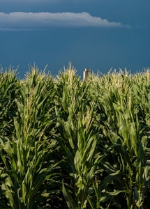 verde, cielo, piante, mais, nuvola, foglie, nuvole, spighe