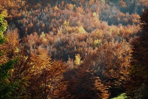 autunno, alberi, bosco, foglie, marrone, giallo, colori, natura, rami, piante, luce