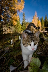 gatto, foglie, alberi, occhi, felino, coda, animale, bianco