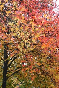 foglie, autunno, albero, giallo, rosso, rami, alberi